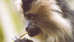 wise-look