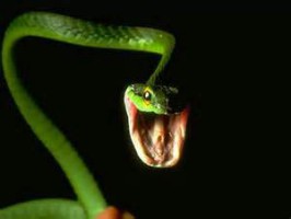 snakeattack