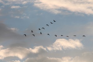 geese