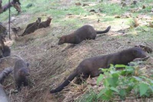 Italy_mink_Aug10
