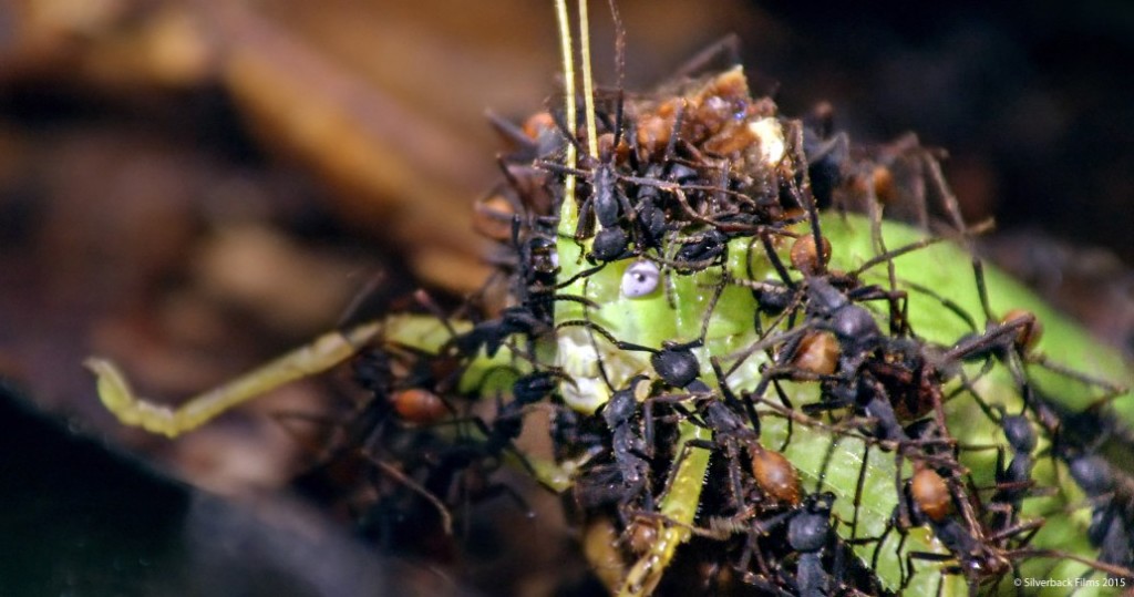 ants
