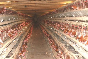 an intensive egg farm